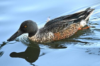 ハシビロガモ 石神井公園 2023年10月27日(金)