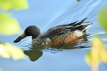 ハシビロガモ 石神井公園 2023年10月27日(金)