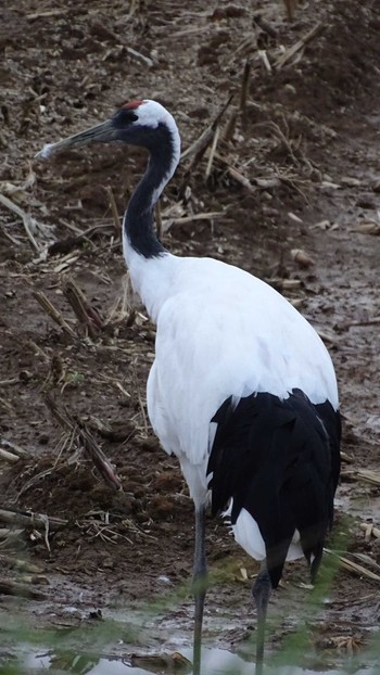 Red-crowned Crane 網走市 Sun, 10/29/2023