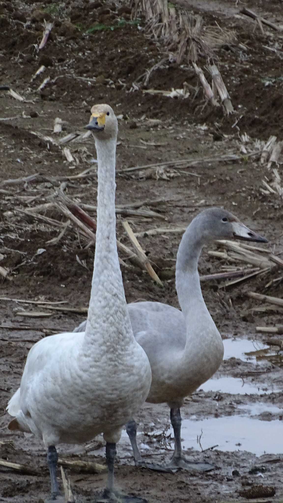 Photo of Tundra Swan at 網走市 by poppo