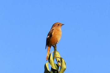 ジョウビタキ 戸田川緑地 2023年10月31日(火)