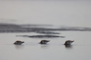 Dunlin Sambanze Tideland Tue, 10/31/2023