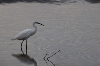 ダイサギ ふなばし三番瀬海浜公園 2023年10月31日(火)