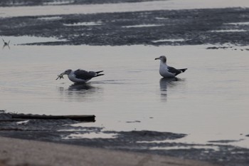 ウミネコ ふなばし三番瀬海浜公園 2023年10月31日(火)