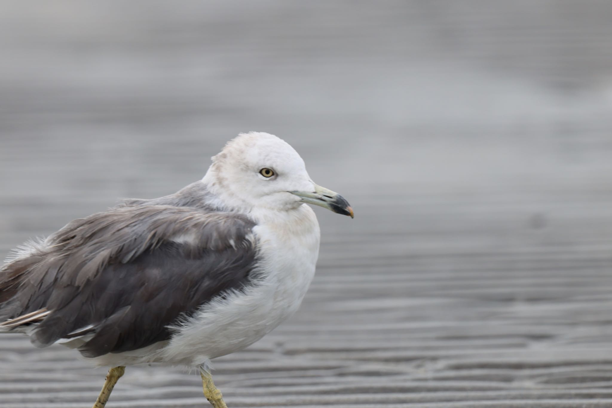 ふなばし三番瀬海浜公園 ウミネコの写真 by atushiever