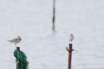 Grey Plover Sambanze Tideland Tue, 10/31/2023