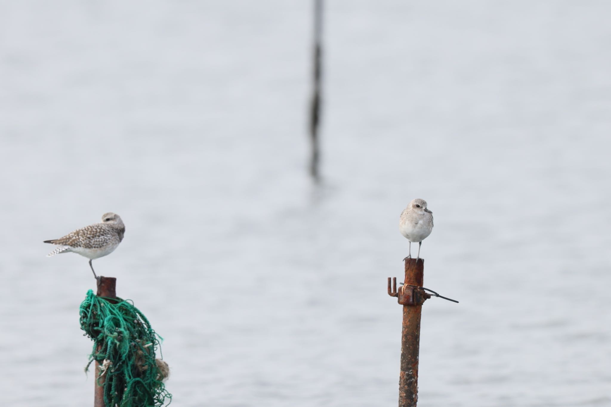 ふなばし三番瀬海浜公園 ダイゼンの写真 by atushiever