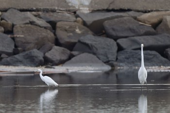 ダイサギ ふなばし三番瀬海浜公園 2023年10月31日(火)