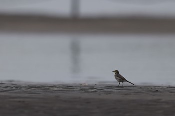 ハクセキレイ ふなばし三番瀬海浜公園 2023年10月31日(火)