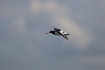 Eurasian Oystercatcher Sambanze Tideland Tue, 10/31/2023