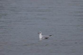 ユリカモメ ふなばし三番瀬海浜公園 2023年10月31日(火)