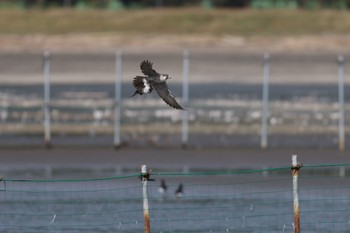 ハヤブサ ふなばし三番瀬海浜公園 2023年10月31日(火)