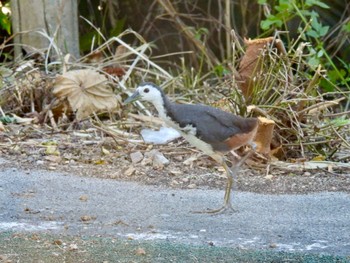 White-breasted Waterhen Ishigaki Island Mon, 10/23/2023