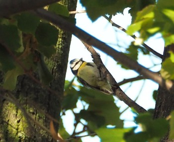 Eurasian Blue Tit Unknown Spots Tue, 10/31/2023