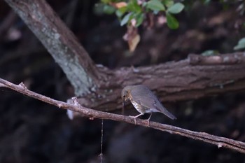 Japanese Thrush 香川県 Sun, 10/29/2023