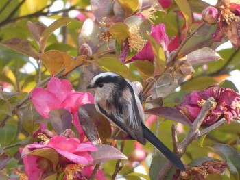 Long-tailed Tit 平城宮跡 Mon, 1/9/2023