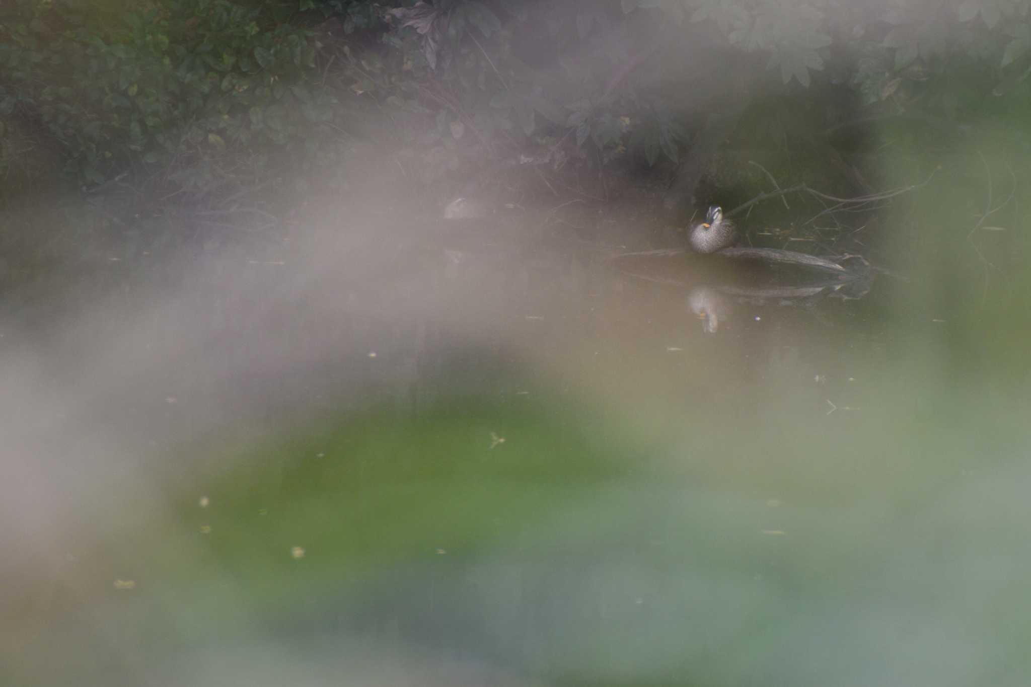 Eastern Spot-billed Duck