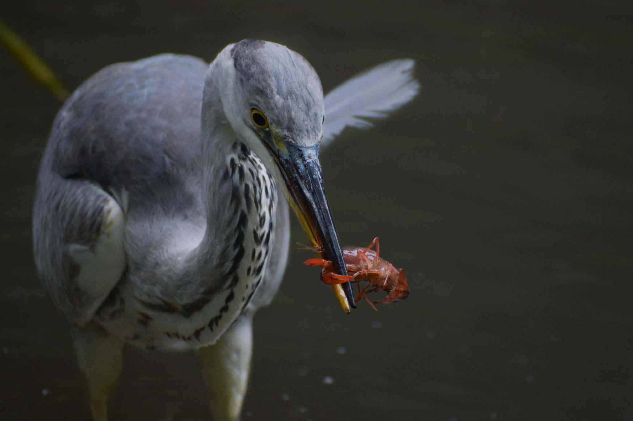 Grey Heron