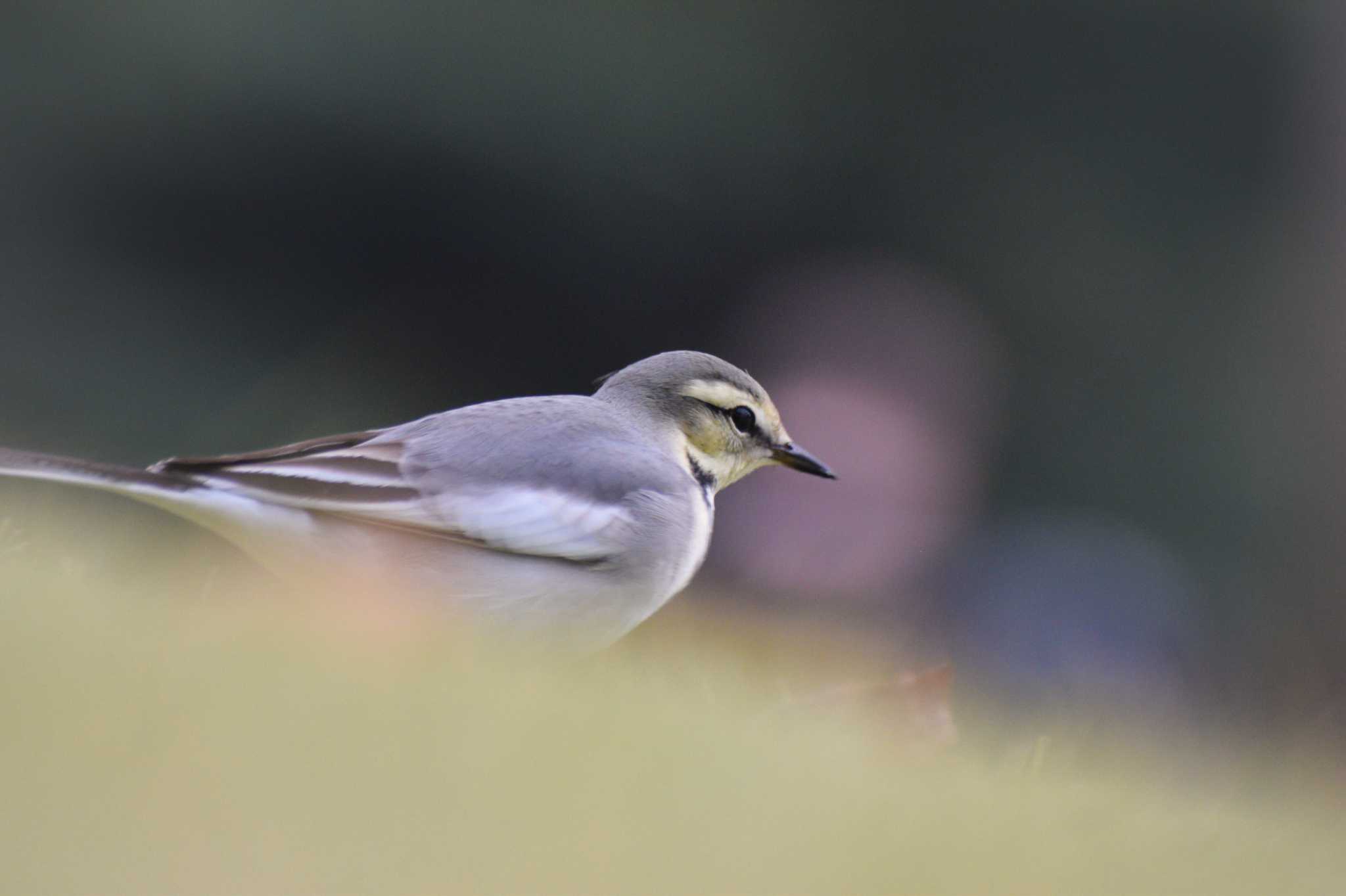 White Wagtail