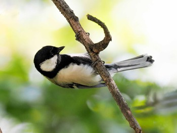 Japanese Tit 兵庫県西宮市 武庫川 Fri, 10/27/2023