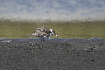 Kentish Plover Sambanze Tideland Sun, 8/26/2018