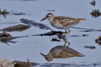 Long-toed Stint Inashiki Sat, 10/14/2023