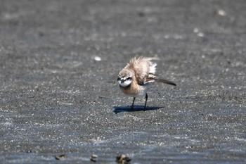 Siberian Sand Plover Sambanze Tideland Sun, 8/26/2018