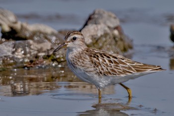 Long-toed Stint Inashiki Sat, 10/14/2023