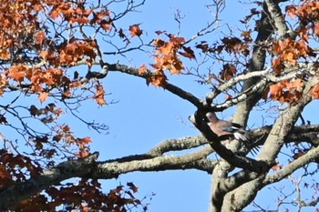 カケス 伊香保森林公園 2023年10月30日(月)