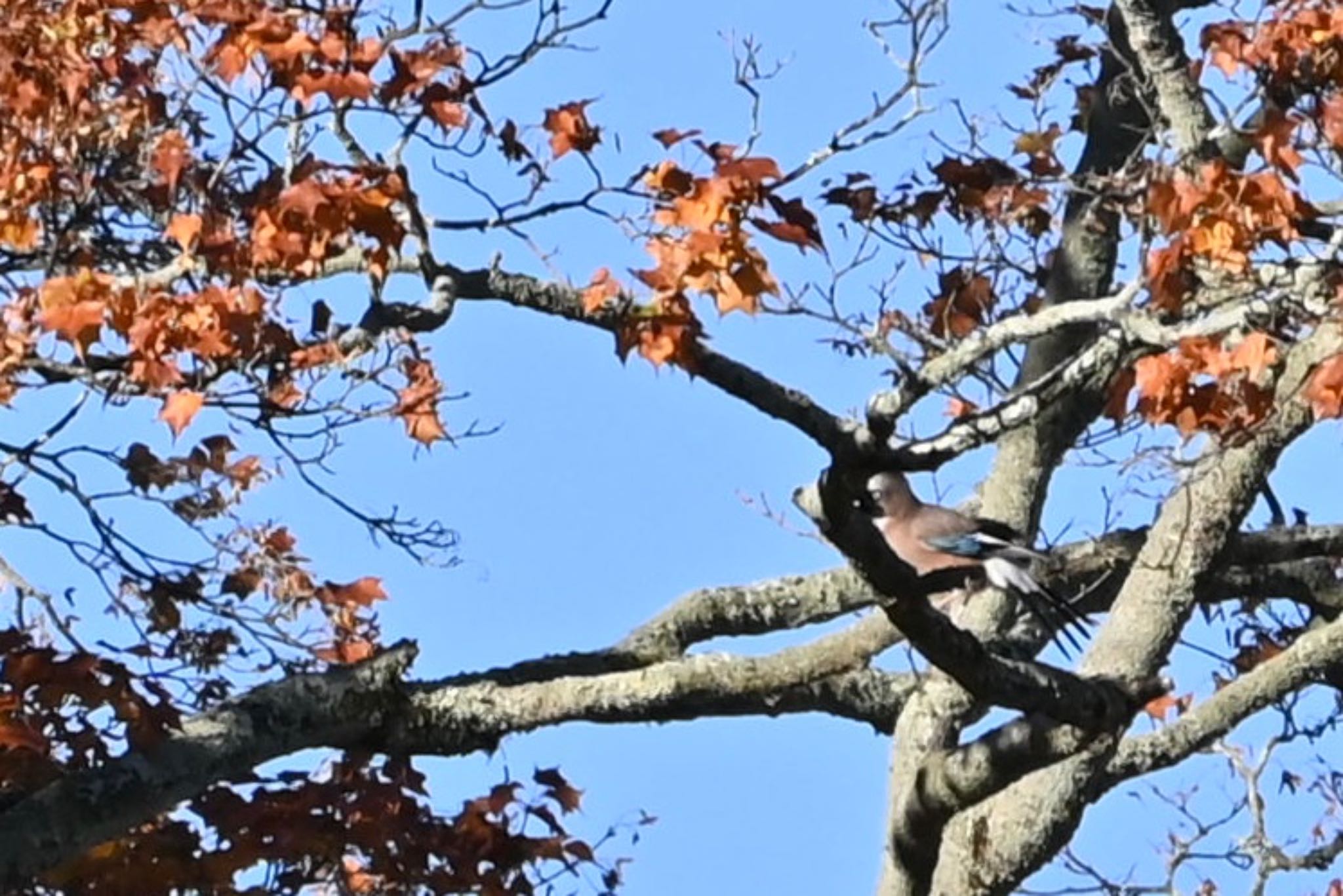 Photo of Eurasian Jay at 伊香保森林公園 by Z秀丸