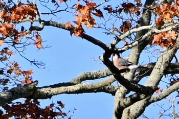 カケス 伊香保森林公園 2023年10月30日(月)