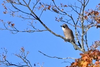 カケス 伊香保森林公園 2023年10月30日(月)