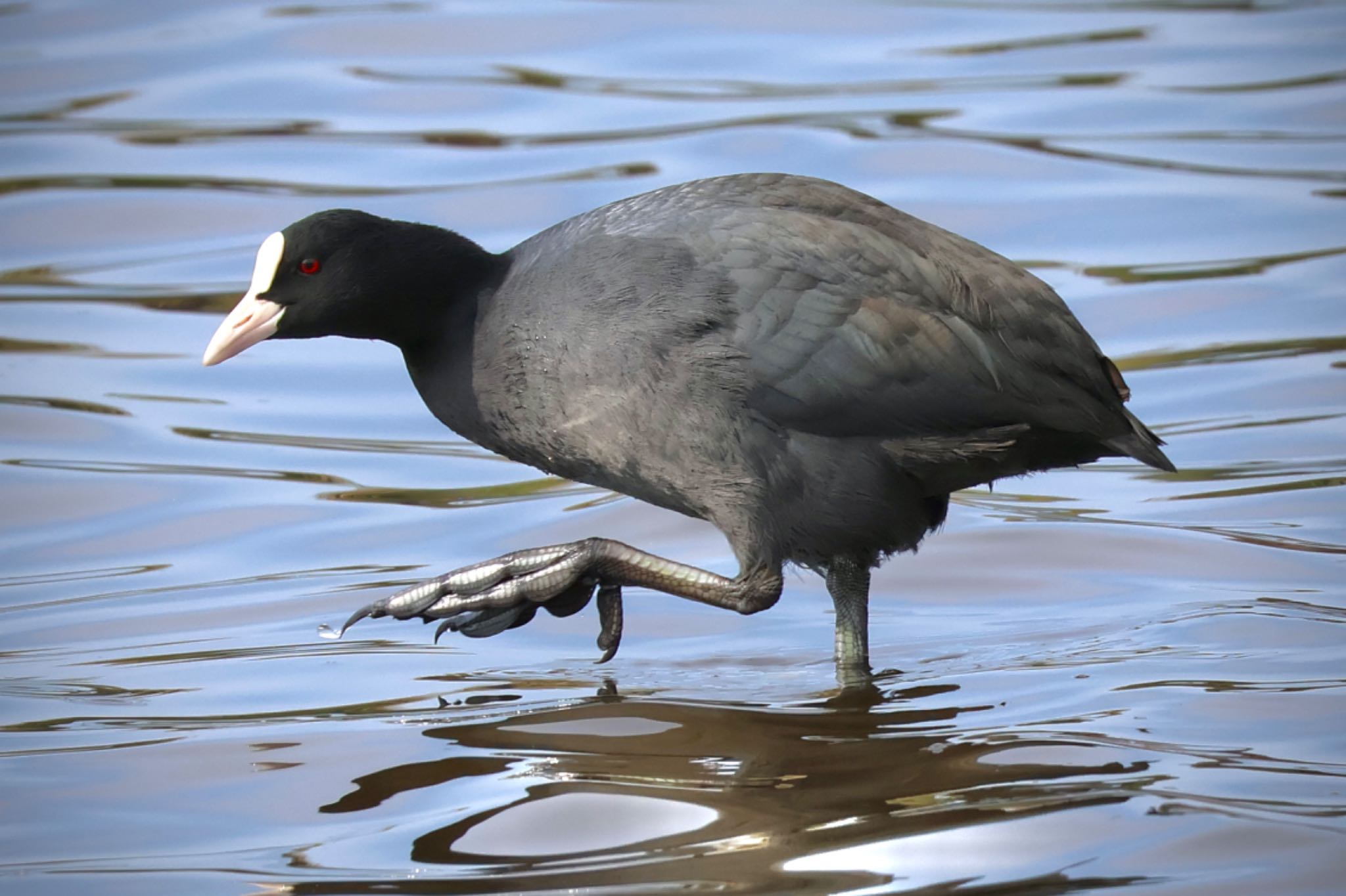 Eurasian Coot