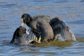 Eurasian Coot 牛久沼水辺公園 Sat, 10/28/2023