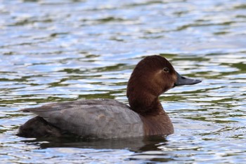 Sat, 10/21/2023 Birding report at Shakujii Park