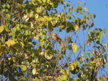 Daurian Redstart 東品川海上公園(東京都品川区) Wed, 11/1/2023