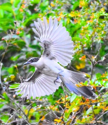 Azure-winged Magpie Kasai Rinkai Park Wed, 10/25/2023