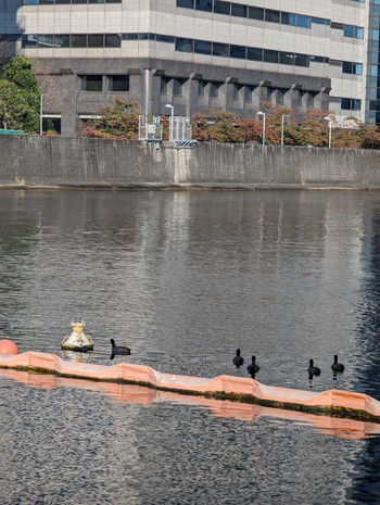 Eurasian Coot 東品川海上公園(東京都品川区) Wed, 11/1/2023