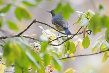 ルリビタキ 戸隠森林植物園(戸隠森林公園) 2023年10月28日(土)