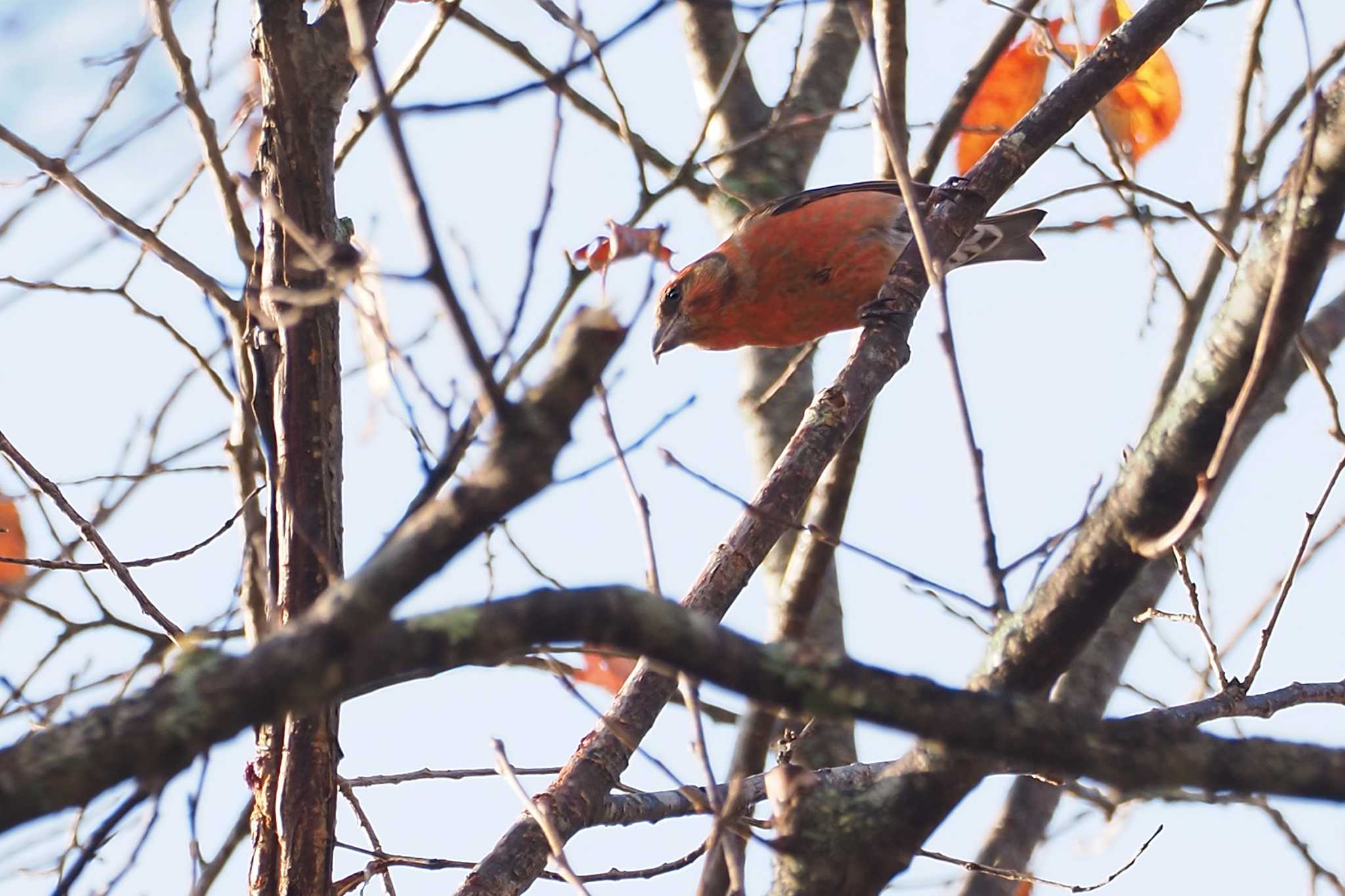 Red Crossbill