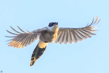 2023年10月18日(水) 鶴見川の野鳥観察記録