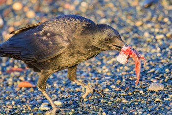 ハシブトガラス 大磯照ヶ崎海岸 2023年10月21日(土)