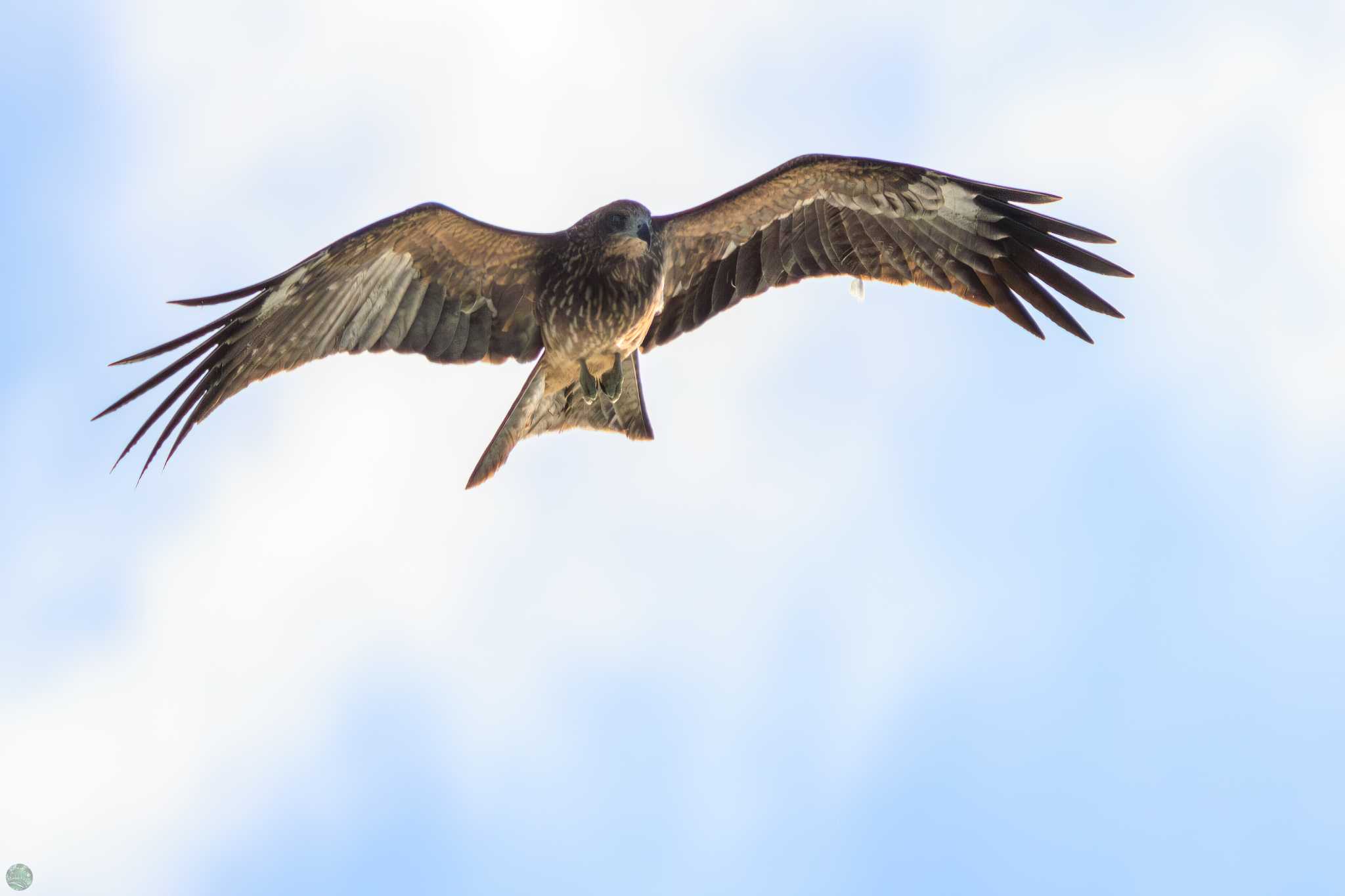 Photo of Black Kite at Terugasaki Beach by d3_plus