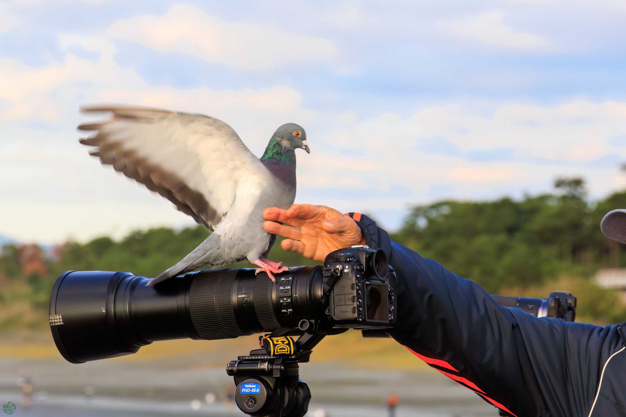 Rock Dove