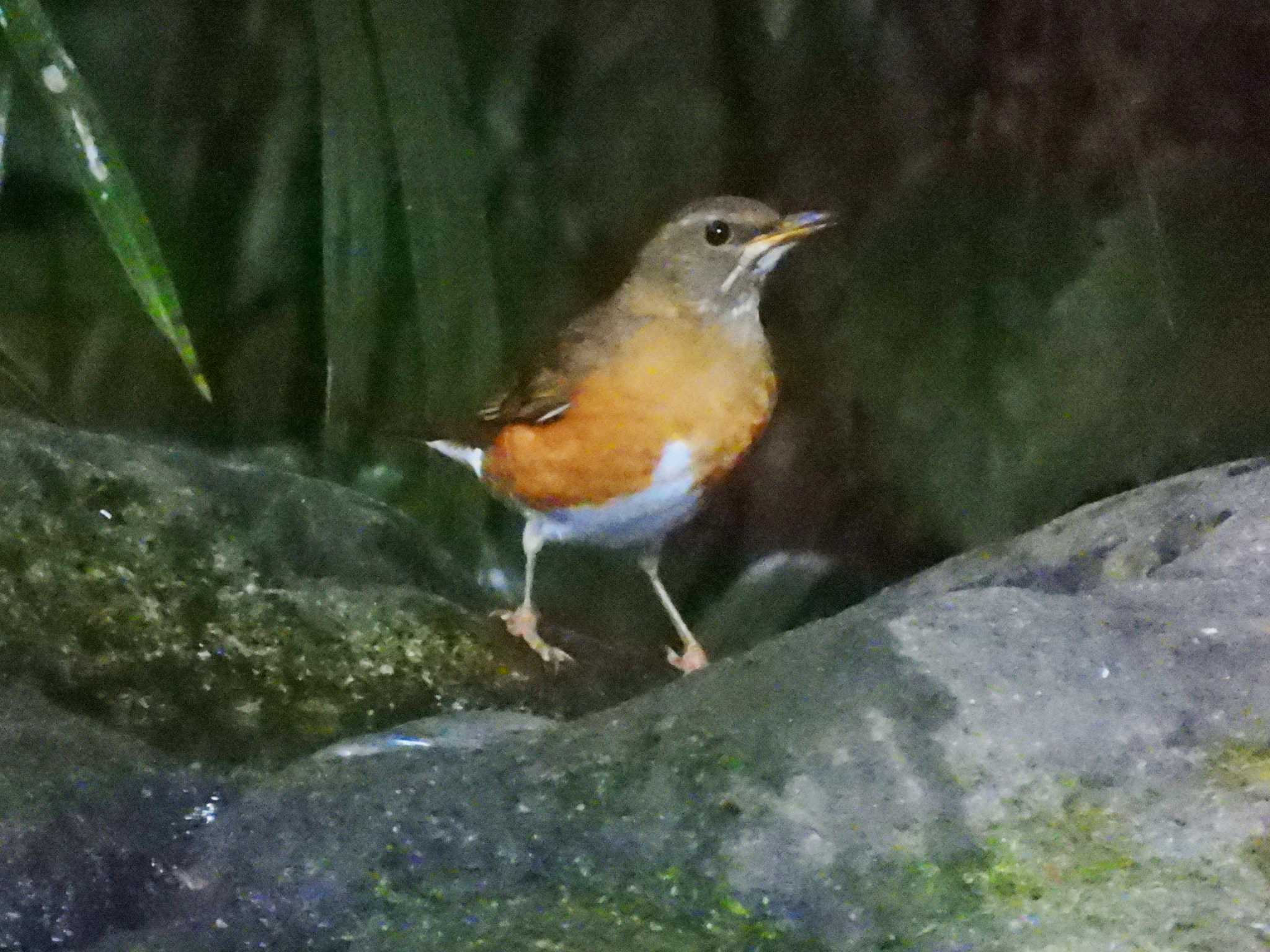 井の頭公園 アカハラの写真