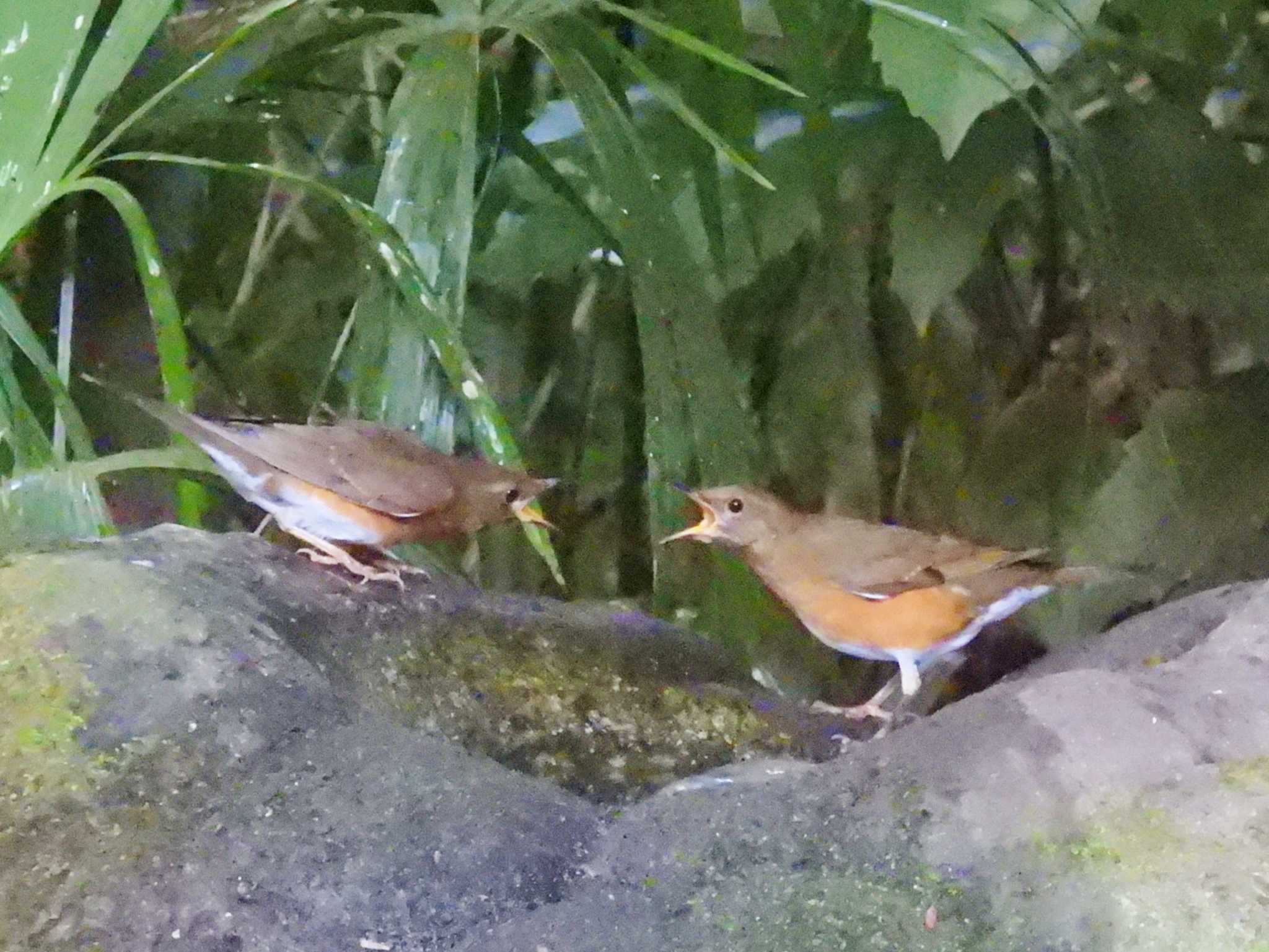 井の頭公園 アカハラの写真