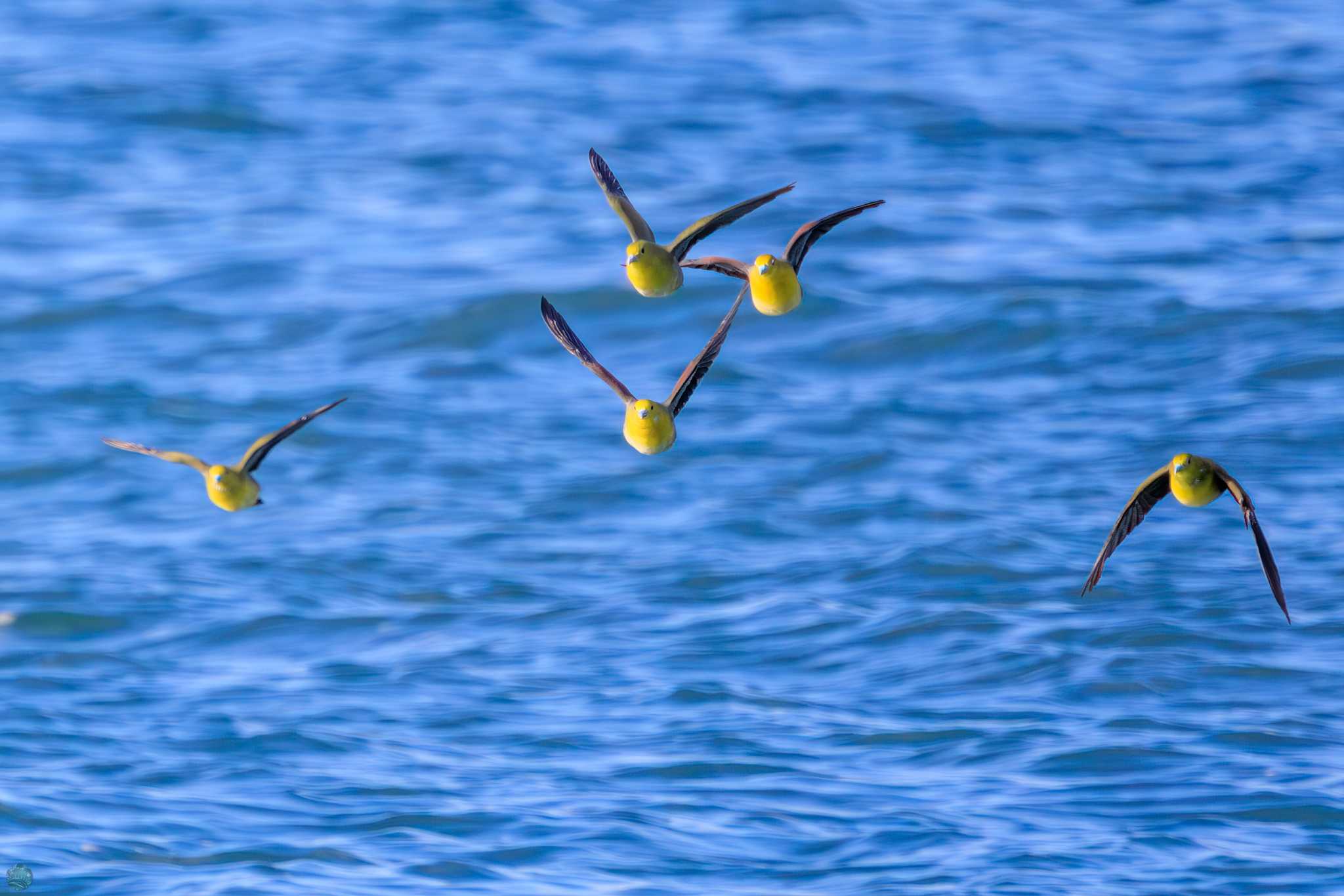 White-bellied Green Pigeon