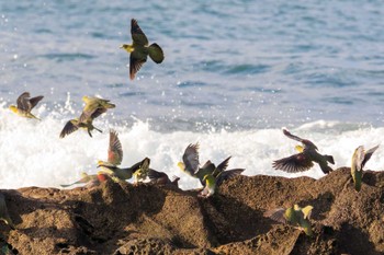 アオバト 大磯照ヶ崎海岸 2023年10月21日(土)