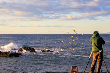 アオバト 大磯照ヶ崎海岸 2023年10月21日(土)