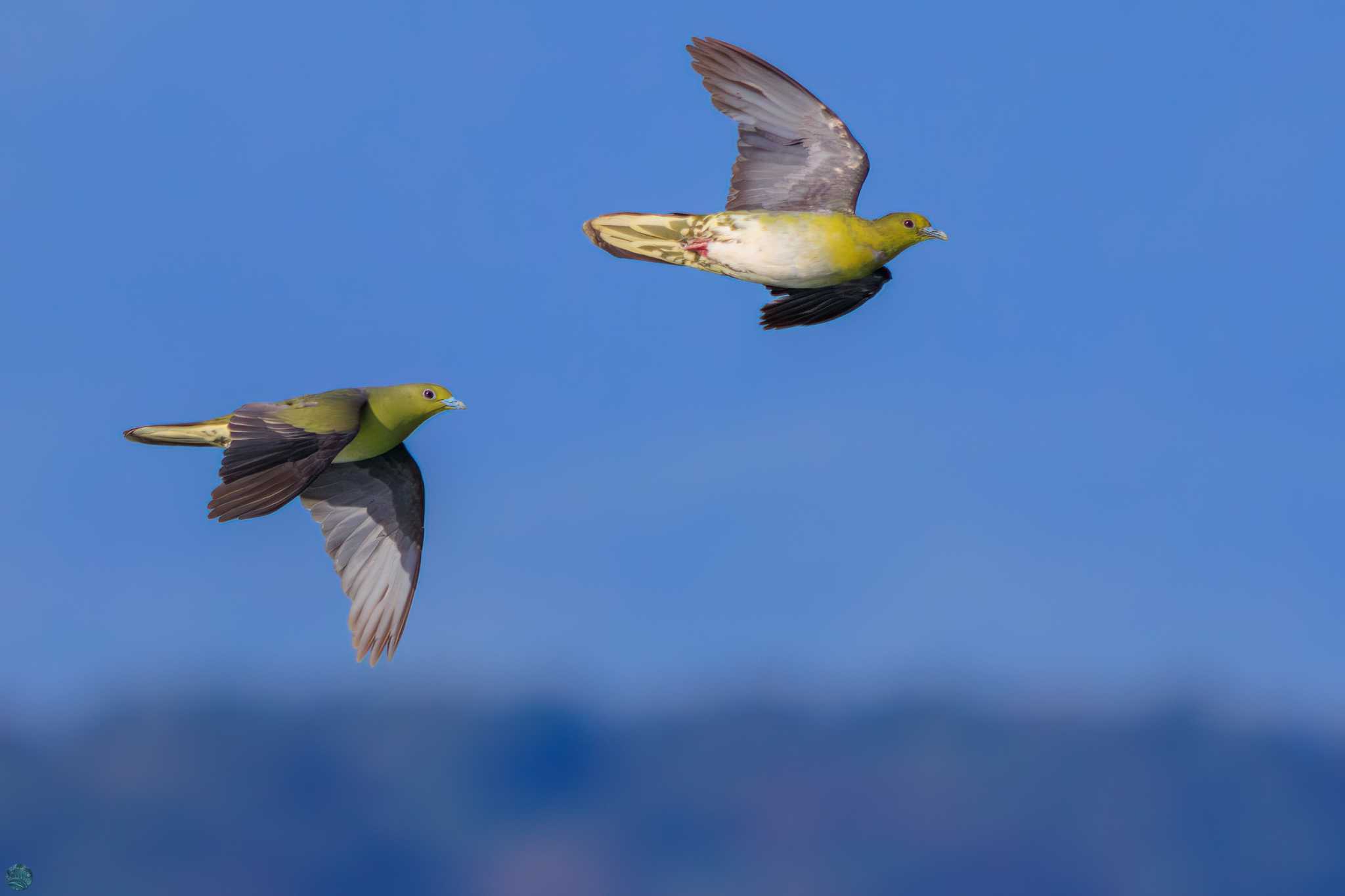 White-bellied Green Pigeon